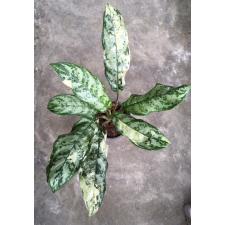 Aglaonema commutatum 'Bangkok Dream'm