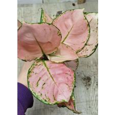 Aglaonema Baby Pink A-19