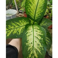 Dieffenbachia seguine L