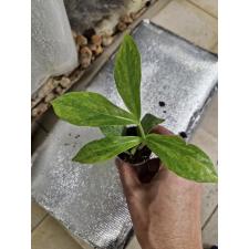 Zamioculcas zamiifolia variegated (big leaf)(yellow var) стакан 1 лист