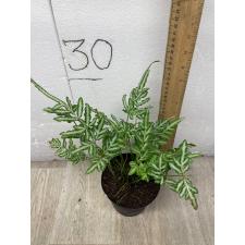 Pteris ensiformis victoriae