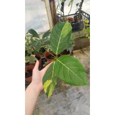 Ficus sp.(T39) (white variegated) 414 ewtyrf 3200p