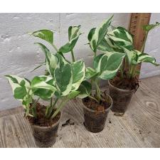 Сциндапсус пиктус Н'Джой / Scindapsus pictus 'N'Joy' (S)