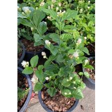 Jasminum Mali Pikul 471/1