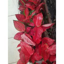 Aglaonema Super Red Star 12 cm pot