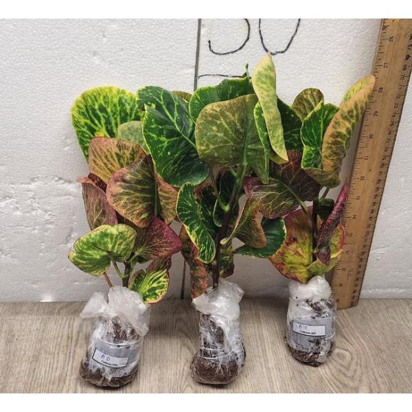 Codiaeum  A10 Chai ya sen