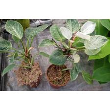Philodendron BIRKIN 650p