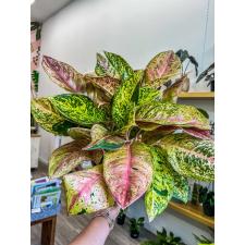 Aglaonema Bidadari  green 17 cm pot