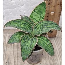 Сансевиерия Клеопатра. / Sansevieria Cleopatra 