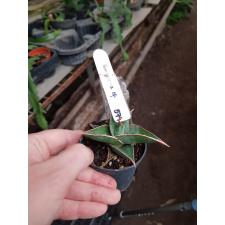 Sansevieria pinguicula (S) 579