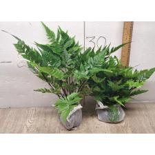 Heterogonium pinnatum (L)