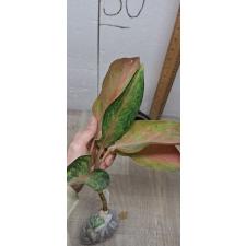 Aglaonema Amor A-17 уценка
