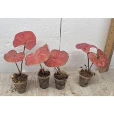 Caladium sp CC-2
