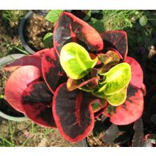 Codiaeum Siam Red 333