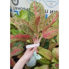 Aglaonema P-17 Diana