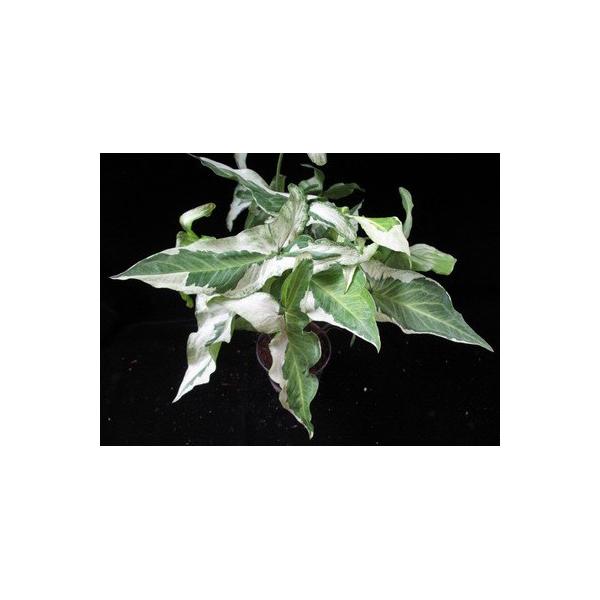 Сингониум сп. T03 компактный / Syngonium sp.(T03) compacta
