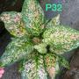 Aglaonema P-32 Look Sethi