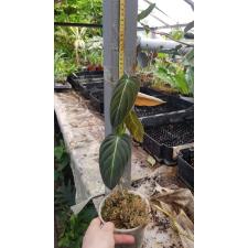 PHILODENDRON MELANOCHRYSUM pot