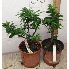 Иксора (Т15) белый цветок / Ixora sp.(T15) white flower