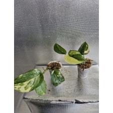 Scindapsus sp variegated 3 lew 2200р