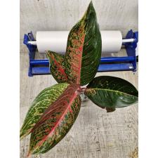 Aglaonema P-18 Taira