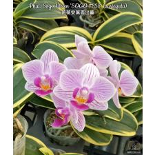 Phal. Sogo Vivien 'SOGO F858' (variegata)