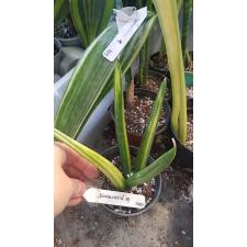 Sansevieria patens variegated