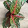 Aglaonema T3 Amnat Jaren