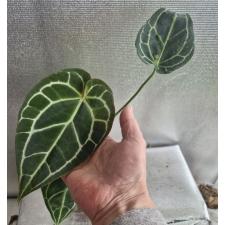 Anthurium crystallinum x sib (South America) pot Д