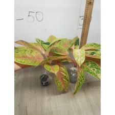 Aglaonema 30 millions A-90