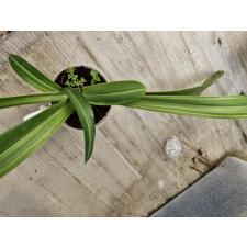 Hippeastrum sp.(T01) variegated (pink flower)