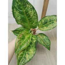 Aglaonema Prakaipet hybrid A-65