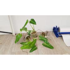 Philodendron corcovadense стакан уценка 450р