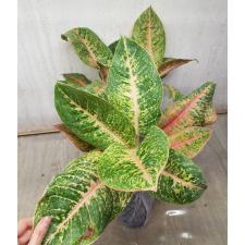 Aglaonema Harry Queen A-97
