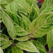 Aglaonema Green A-83