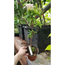 Ixora sp.(T16) soft pink flower (New hybrid) 158 pot