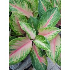 Aglaonema LukBay Pink A-22