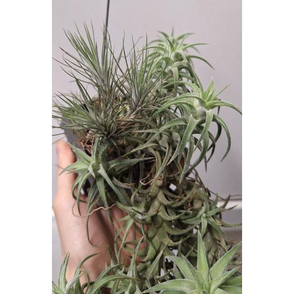 Tillandsia Vanhyningii & Tillandsia Funckiana