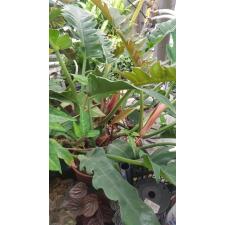 Philodendron 'narrow Escape' уценка 800р