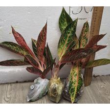 Аглаонема Банлинг - Тубтим. / Aglaonema Banlung - Tubtim A-99