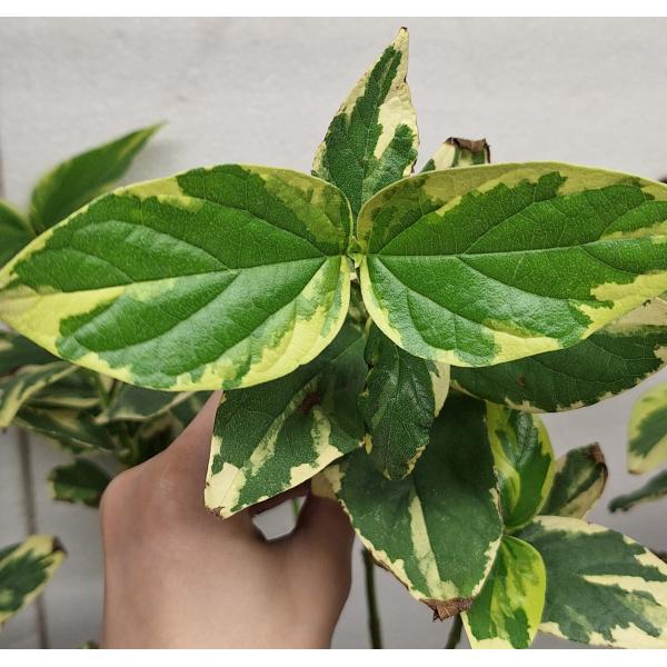Нектантес арбор-тристис варегатный / Nyctanthes arbor-tristis variegata 220-219
