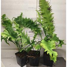 Микросорум сп Африка / Microsorum sp. Africa pot