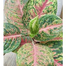 Аглаонема Боксинг / Aglaonema Boxing