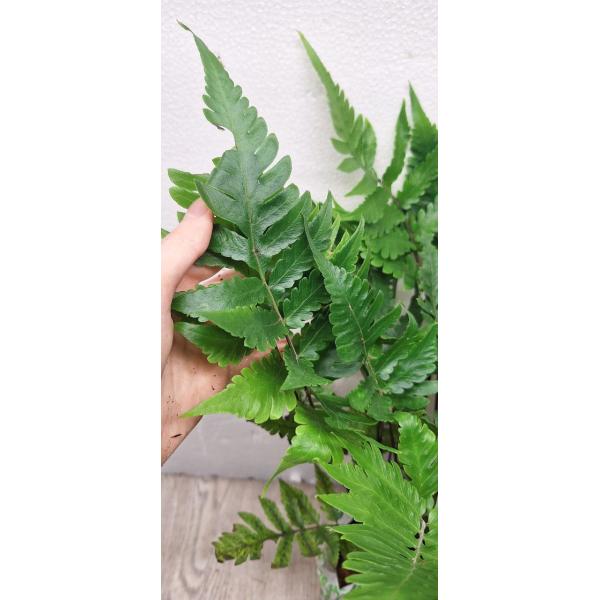 Heterogonium pinnatum (L)