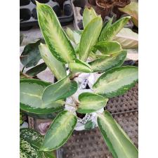 Aglaonema Banana wealthy round A-79