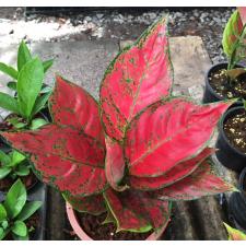 Aglaonema Daeng Mongkol.