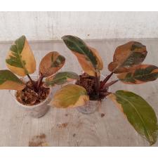 Philodendron 'Black Cardinal' variegated