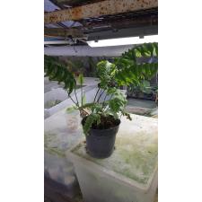 Phlebodium sp pot 1500p