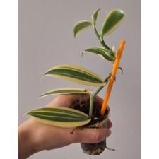 Ваниль планифолия альбомаргината / Vanilla planifolia albomarginata