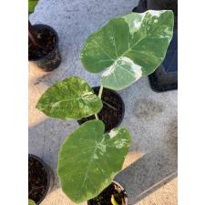 Colocasia gigantea (Leucocasia gigantea)(white variegated) L 130